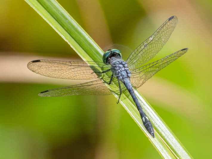 Micrathyria aequalis (Spot-tailed Dasher) male.jpg